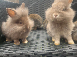 Lion head lop ready to go