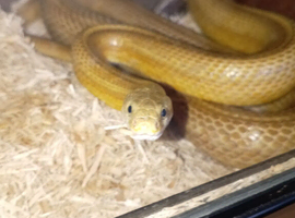 Corn snake
