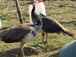 Peafowl for sale