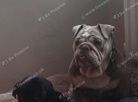 Male English bulldog