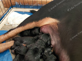 Rottweiler puppies