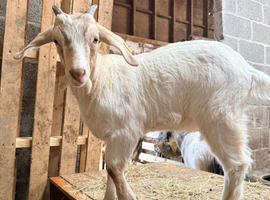 Boer x Toggenburg pet goat