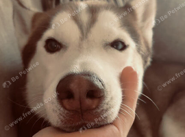 Siberian husky