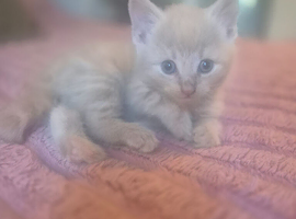 3/4 maine coon kittens