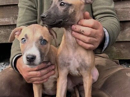 Beautiful Litter of Smooth Coated Lurcher Puppies