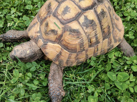 Hermann's tortoise