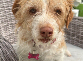 Jack Russel girl Rehoming