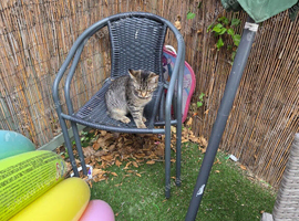 Kitten for sale