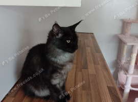 7 month old female Maine coon for sale