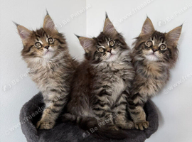 Stunning Maine Coon Cubs