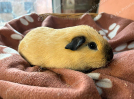 Cali boy guinea pig