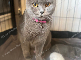 BEAUTIFUL SCOTTISH FOLD &times; BRITISH SHORTHAIR GIRLS