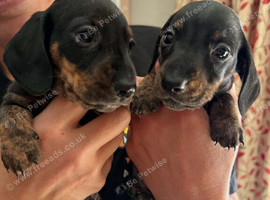 Dachshund Miniature Smooth Haired puppies KC Reg