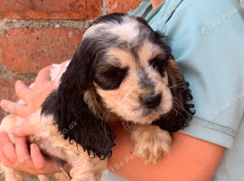 Cocker spaniel