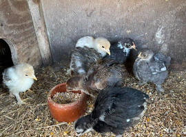 6 young chickens