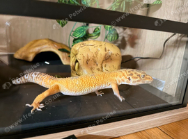 Leopard gecko