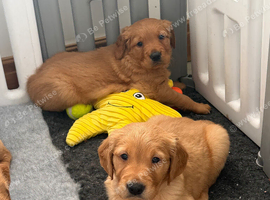 Red golden retriever puppies