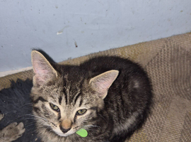 Kittens for sale