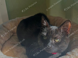 Beautiful Black Cat needing new home
