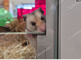 Lola the lovely friendly hampster