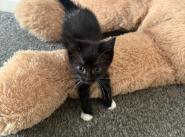 2 kittens for sale