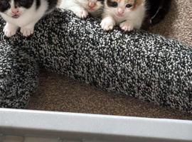 Kittens
