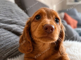 Long haired miniature dachshund