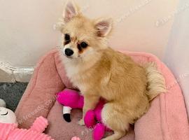 pomeranian puppy