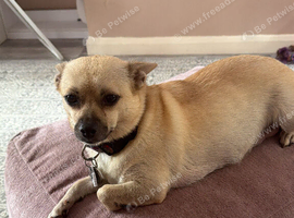 Chihuahua mix