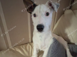Ralph 6 months old