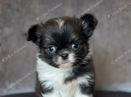 Stunning chihuahua boys