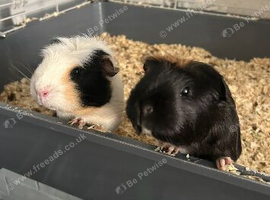 2 female piggies need a home