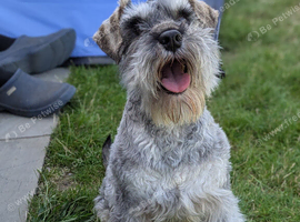 3 year old KC Health Tested Male Looking For a Home