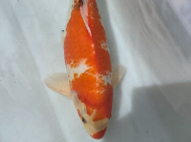 Koi carp