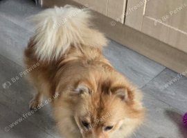 Pomeranian