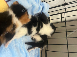 Black and white ragdoll mix kittens &pound;55
