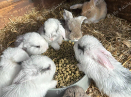 cute baby rabbits