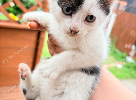 Kittens for sale