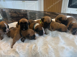 KC Boxer Puppies