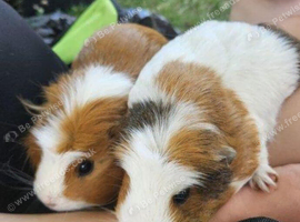 Two Female Guinea Pigs for Sale - Inverness