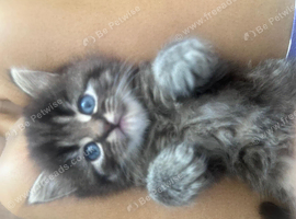 3 beautiful persian kittens