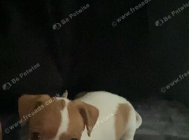 puppy