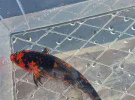 6 inch koi