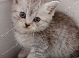 Blue mix Persian kittens