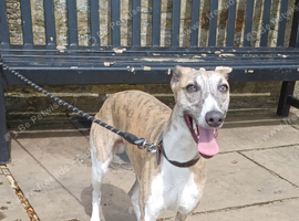 RKC Blue brindle dog