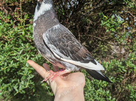 Hand tame pigeon!