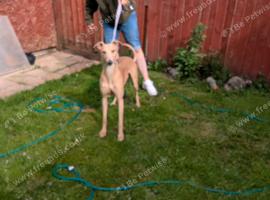Lurcher dog