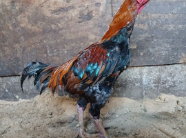 Asil shamo chickens