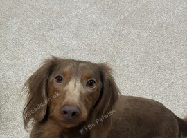 3yr old dachshund for sale