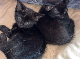 Kittens 8 weeks old Friday 11th sept